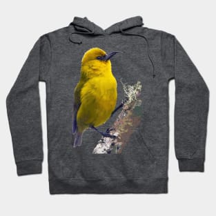 ‘Ākiapōlā’au, Hawaiian Bird #2 Hoodie